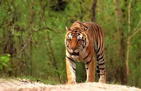tourism places royal bengal tiger